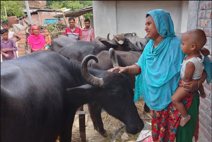 পদ্মা’র স্রো’তে ‘ভে’সে যাওয়ার’ ১৪ দিন পর ১৫ মহি’ষের ‘বা’ড়ি ফেরা’